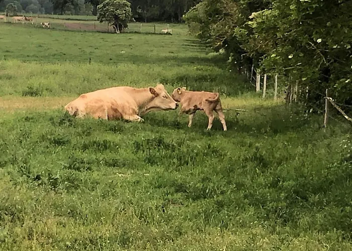 بيت للعطل Mit Sauna Und Kaminofen By Interhome *